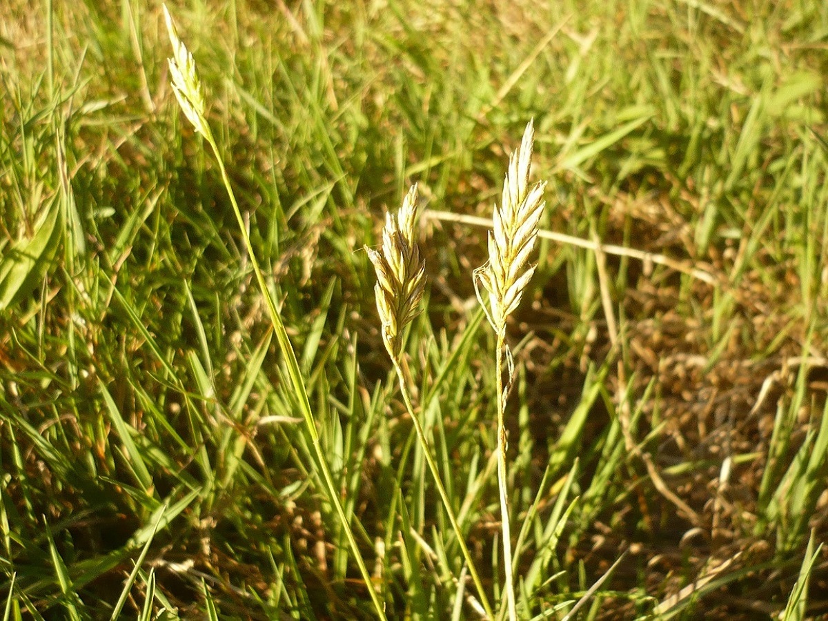 x Schedolium loliaceum (Poaceae)